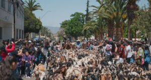 Illapel confirma fecha de la XV versión del Día de la Trashumancia y el Criancero Caprino.