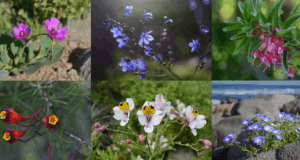 ¿Hay desierto florido en la Región de Coquimbo?