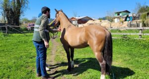 Detectan 4 casos en la región de Coquimbo de Anemia Infecciosa Equina.
