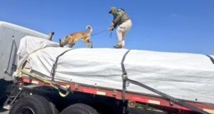 1800 kilos de marihuana en Los Vilos: Camión con nitrato era una fachada para el traslado de marihuana procesada.