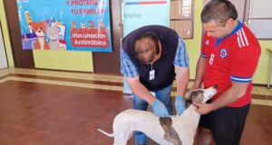 Vacunan más de 300 mascotas en Illapel tras confirmación de 2 murciélagos positivos a Rabia.