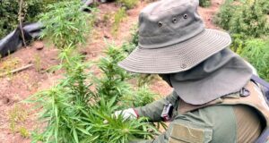 Manquehua, Combarbalá: Segundo decomiso de plantaciones de Marihuana en menos de 1 mes.