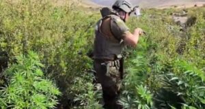 Quebrada El Colo: Carabineros decomisa 2.204 Plantas de marihuana en la comuna de Combarbalà.