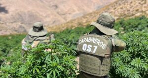 Carabineros decomisa mas de 23 mil plantas de marihuana y detiene a 4 individuos en Monte Patria.