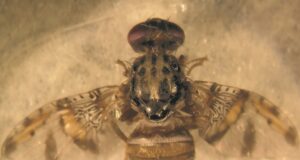 SAG finaliza dos campañas de mosca de la fruta en Monte Patria y detecta nuevo brote en Carén