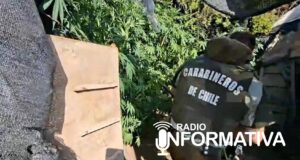 Carabineros desbarató una nueva plantación de Marihuana en la Comuna de Punitaqui.