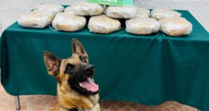 KAIRO DETECTA A BOLIVIANO QUE TRANSPORTABA 13 KILOS DE MARIHUANA EN LOS VILOS.