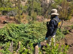 DESTRUYEN MAS DE 2 MILLONES DE DOSIS DE MARIHUANA EN SALAMANCA.