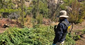 DESTRUYEN MAS DE 2 MILLONES DE DOSIS DE MARIHUANA EN SALAMANCA.
