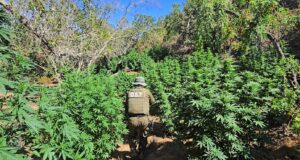 OS7 DE CARABINEROS DECOMISA 2500 PLANTAS DE MARIHUANA .