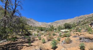 DETIENEN A VENEZOLANOS TRAS LA INCAUTACIÓN MAS DE 1.700 PLANTAS DE CANNABIS EN SECTOR RURAL DE SALAMANCA.