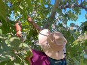 El SAG finaliza la séptima campaña en contra de la mosca de la fruta en Monte Patria.