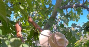 El SAG finaliza la séptima campaña en contra de la mosca de la fruta en Monte Patria.