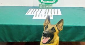 KAIRO DETECTA OVOIDES CONTENEDORES DE COCAINA EN PUERTO OSCURO.