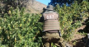 Nuevo decomiso de drogas en Los Vilos: detenido mantiene reincidencia por tráfico de drogas
