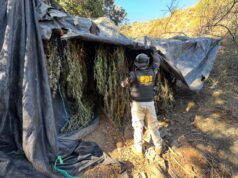 PLAN CANNABIS DE LA PDI DESTRUYÓ MÁS DE $2.240 MILLONES EN DROGAS PRODUCIDAS EN CULTIVOS DE LOS VILOS