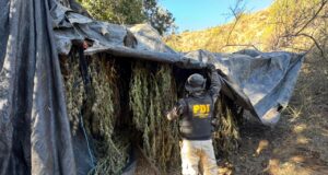 PLAN CANNABIS DE LA PDI DESTRUYÓ MÁS DE $2.240 MILLONES EN DROGAS PRODUCIDAS EN CULTIVOS DE LOS VILOS